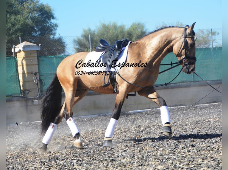 PRE Hengst 4 Jaar 162 cm Buckskin in Vejer de l Frontera