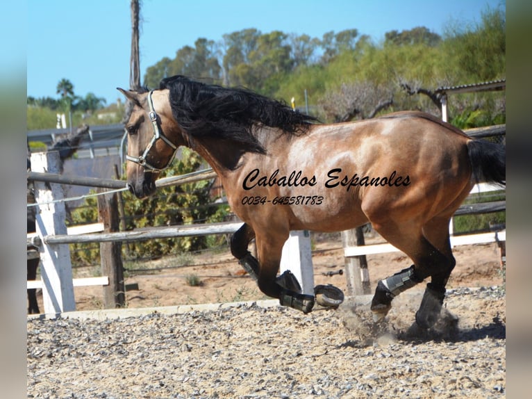 PRE Hengst 4 Jaar 162 cm Buckskin in Vejer de l Frontera