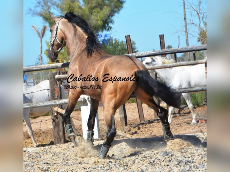 PRE Hengst 4 Jaar 162 cm Buckskin in Vejer de l Frontera