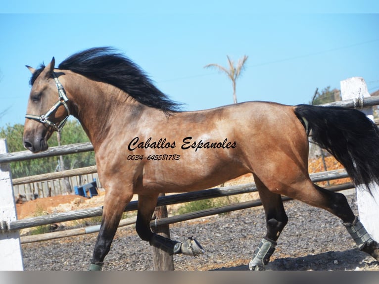 PRE Hengst 4 Jaar 162 cm Buckskin in Vejer de l Frontera