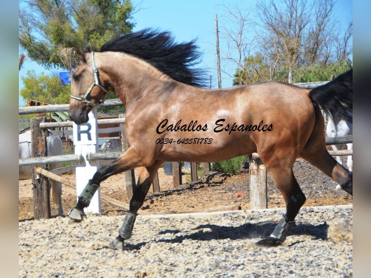 PRE Hengst 4 Jaar 162 cm Buckskin in Vejer de l Frontera