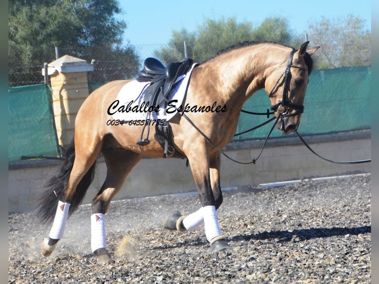 PRE Hengst 4 Jaar 162 cm Buckskin in Vejer de l Frontera