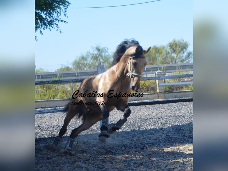 PRE Hengst 4 Jaar 162 cm Buckskin in Vejer de l Frontera