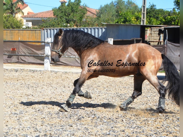 PRE Hengst 4 Jaar 162 cm Buckskin in Vejer de l Frontera