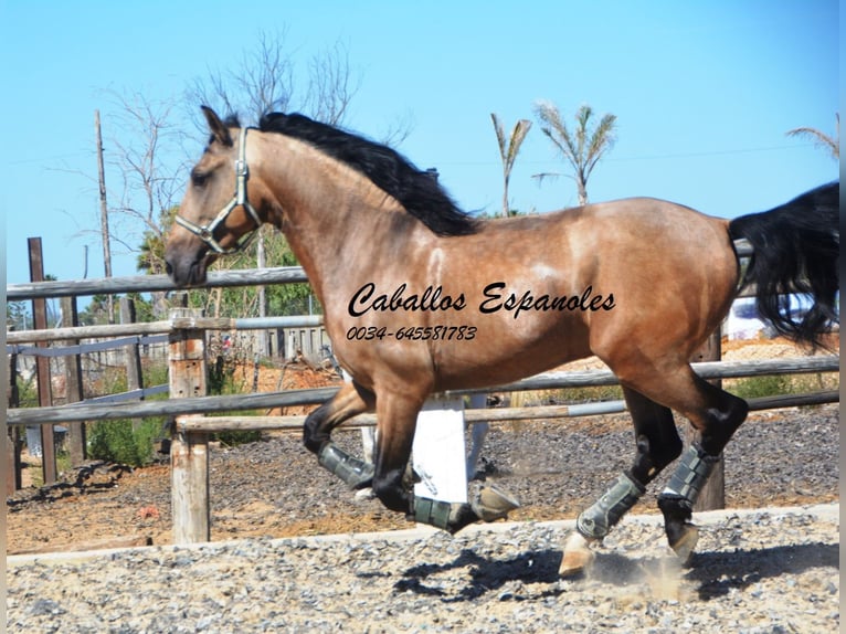 PRE Hengst 4 Jaar 162 cm Buckskin in Vejer de l Frontera