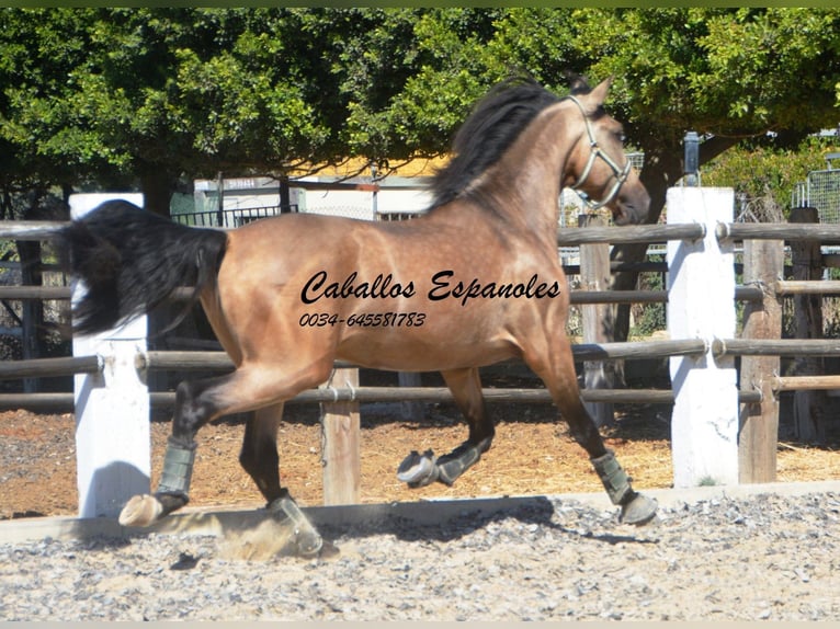 PRE Hengst 4 Jaar 162 cm Buckskin in Vejer de l Frontera