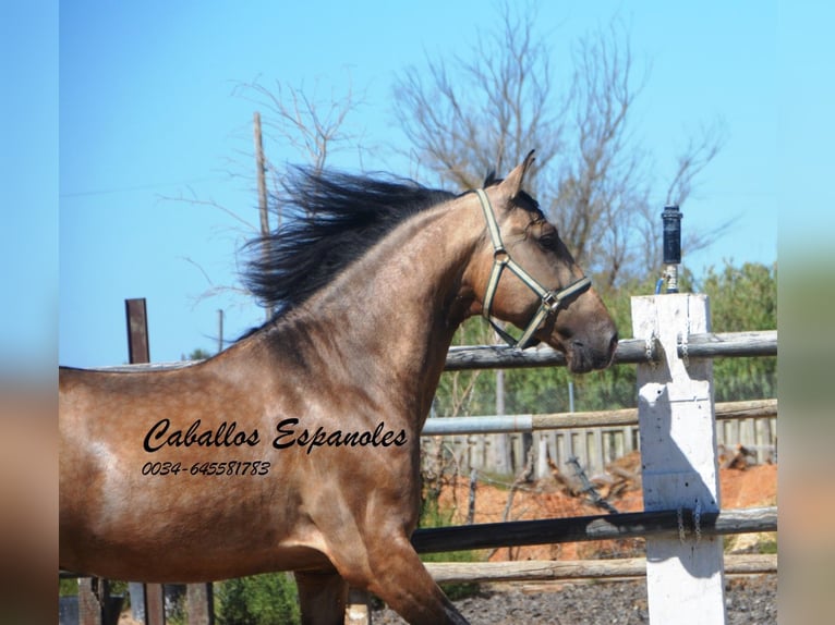 PRE Hengst 4 Jaar 162 cm Buckskin in Vejer de l Frontera