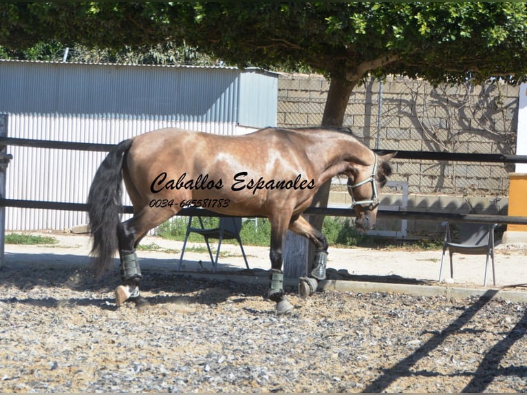 PRE Hengst 4 Jaar 162 cm Buckskin in Vejer de l Frontera