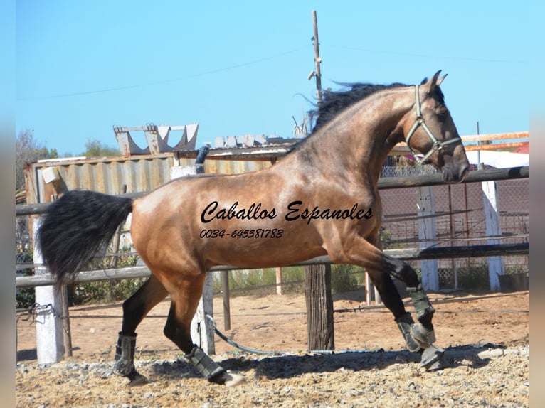 PRE Hengst 4 Jaar 162 cm Buckskin in Vejer de l Frontera