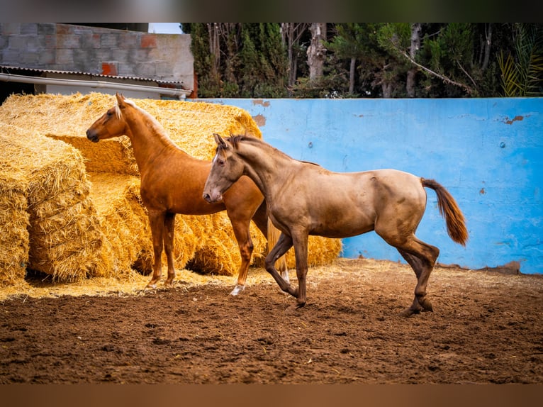 PRE Mix Hengst 4 Jaar 162 cm Champagne in Valencia