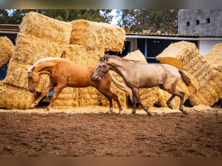 PRE Mix Hengst 4 Jaar 162 cm Champagne in Valencia