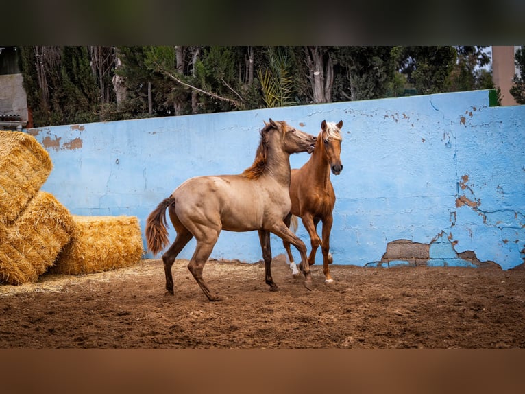 PRE Mix Hengst 4 Jaar 162 cm in Valencia