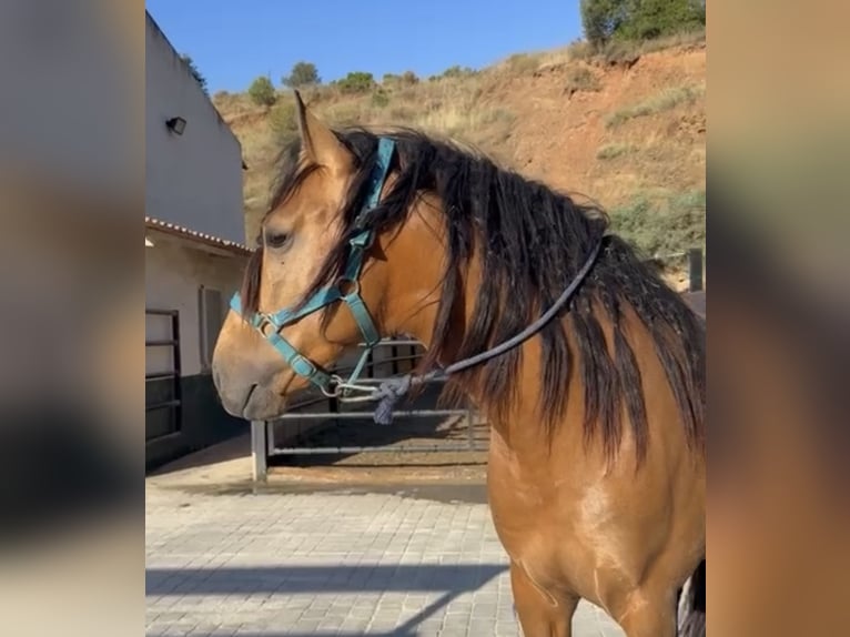 PRE Hengst 4 Jaar 162 cm Falbe in Marbella