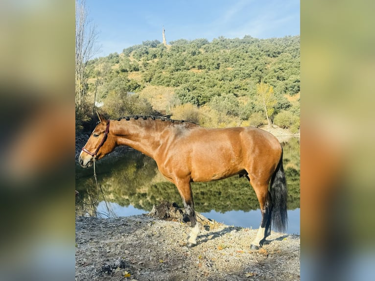 PRE Hengst 4 Jaar 162 cm Lichtbruin in Zamarramala