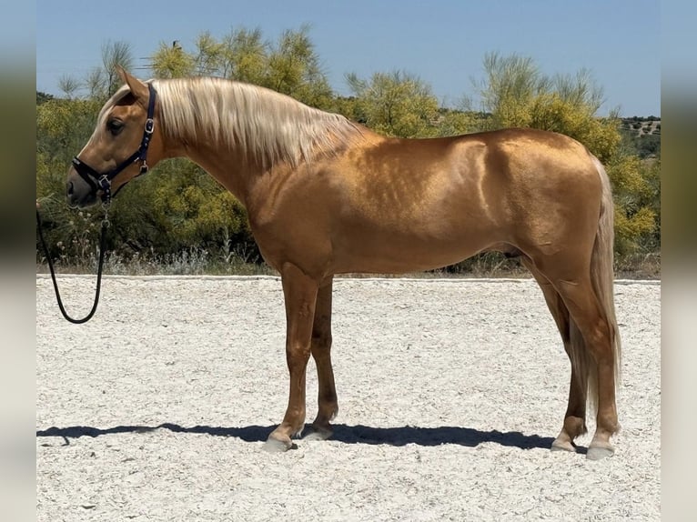 PRE Hengst 4 Jaar 162 cm Palomino in Toledo