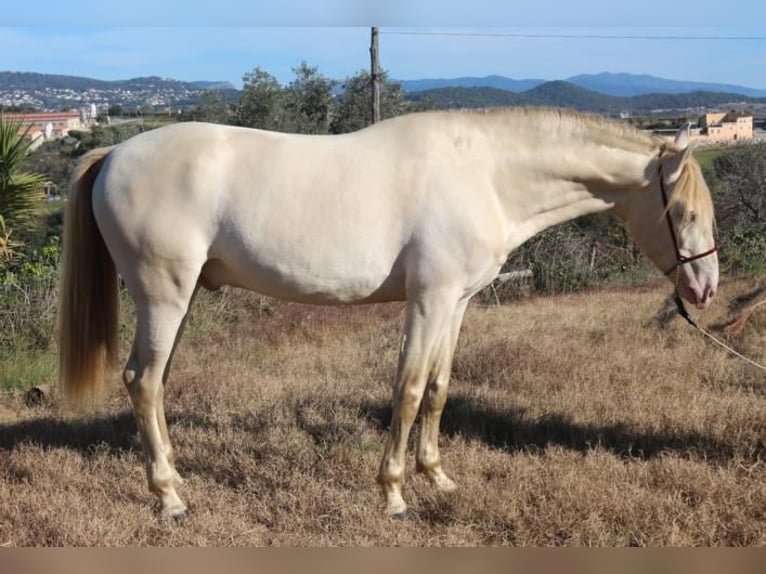 PRE Hengst 4 Jaar 162 cm Perlino in Barcelona