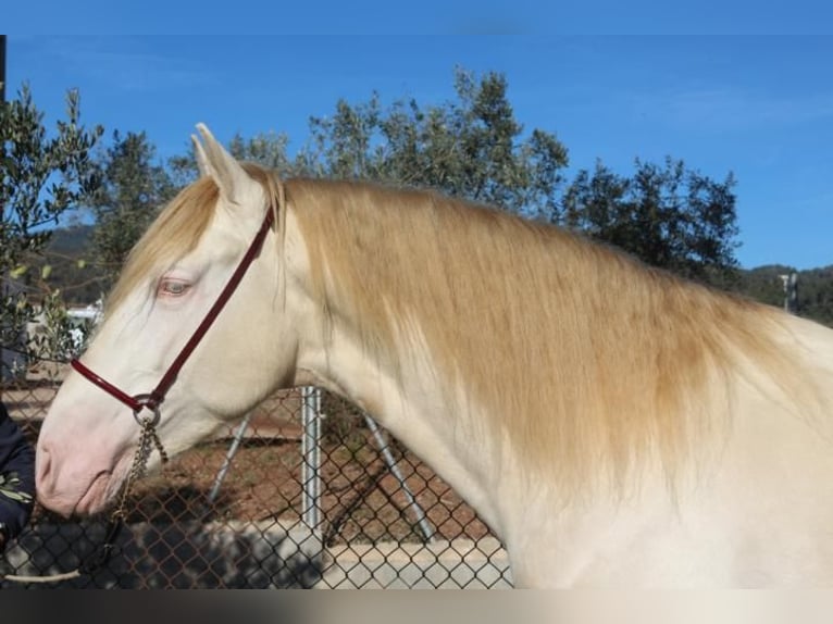 PRE Hengst 4 Jaar 162 cm Perlino in Barcelona