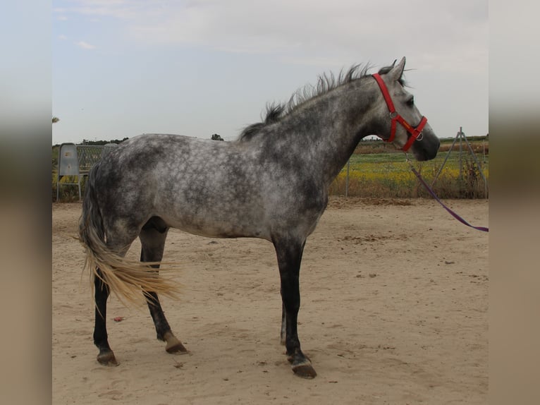 PRE Mix Hengst 4 Jaar 162 cm Schimmel in Vejer de la Frontera