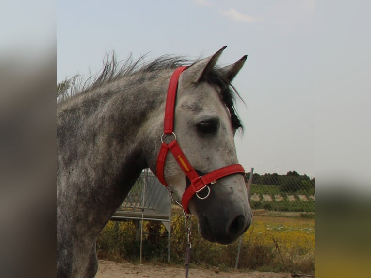 PRE Mix Hengst 4 Jaar 162 cm Schimmel in Vejer de la Frontera