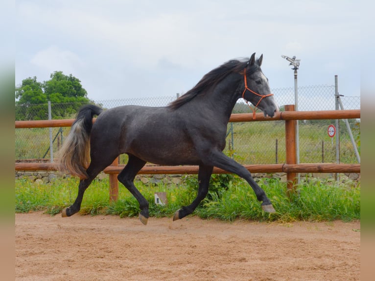 PRE Mix Hengst 4 Jaar 162 cm Schimmel in MatajudaicaMonells