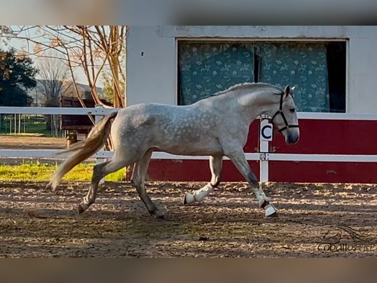 PRE Hengst 4 Jaar 162 cm Schimmel in Merida