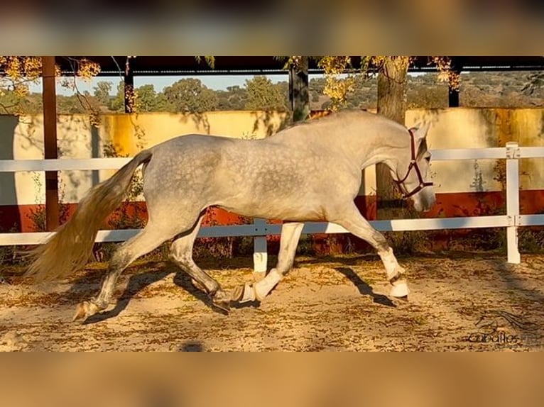 PRE Hengst 4 Jaar 162 cm Schimmel in Merida