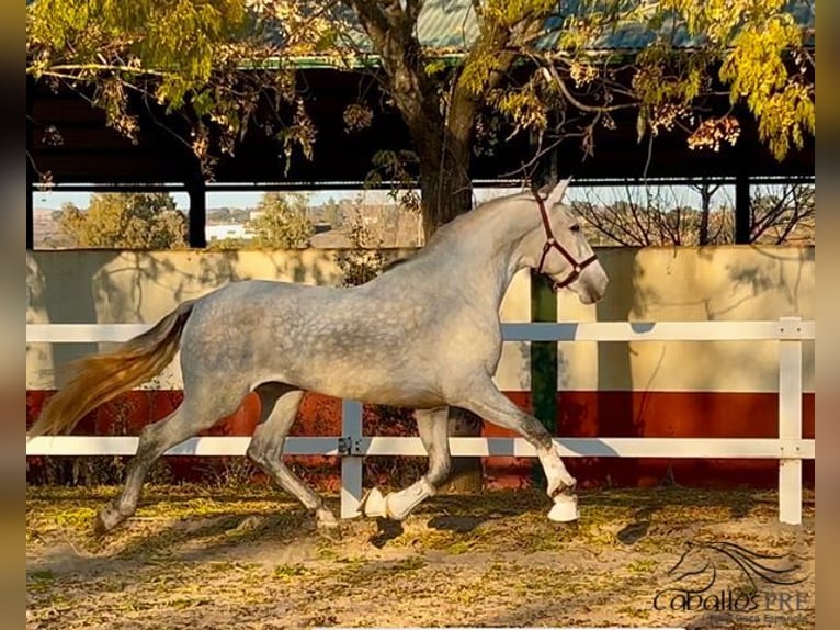 PRE Hengst 4 Jaar 162 cm Schimmel in Merida