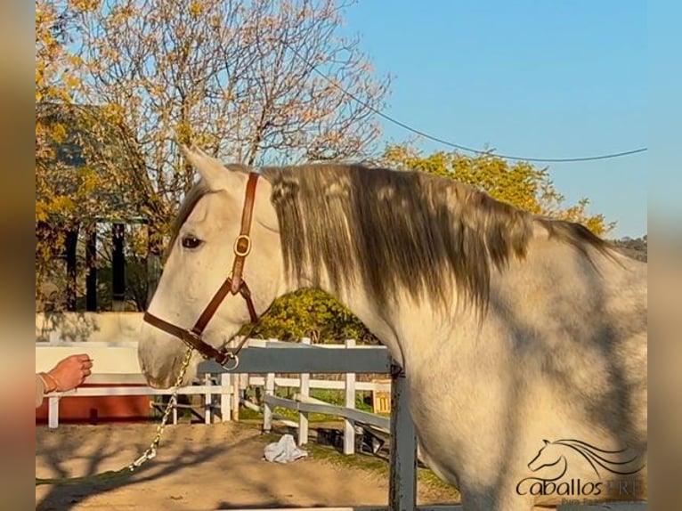 PRE Hengst 4 Jaar 162 cm Schimmel in Merida