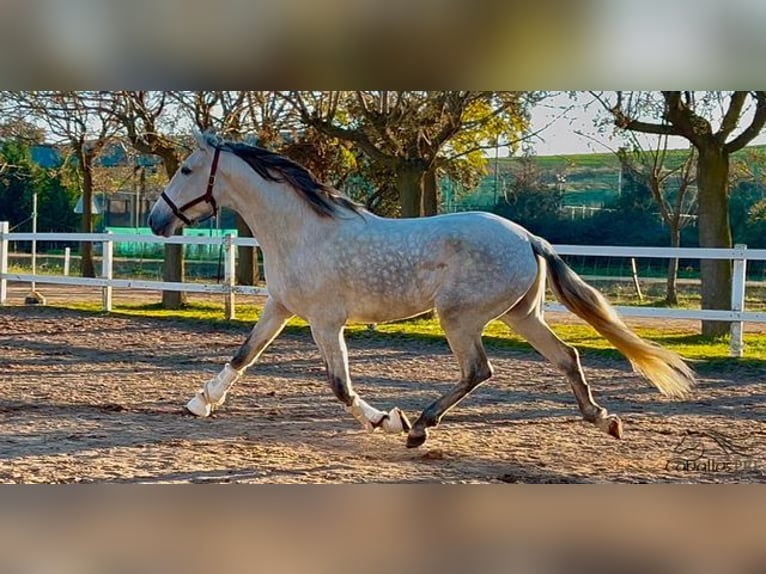 PRE Hengst 4 Jaar 162 cm Schimmel in Merida