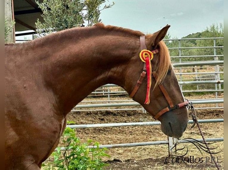 PRE Hengst 4 Jaar 162 cm Vos in Logroño