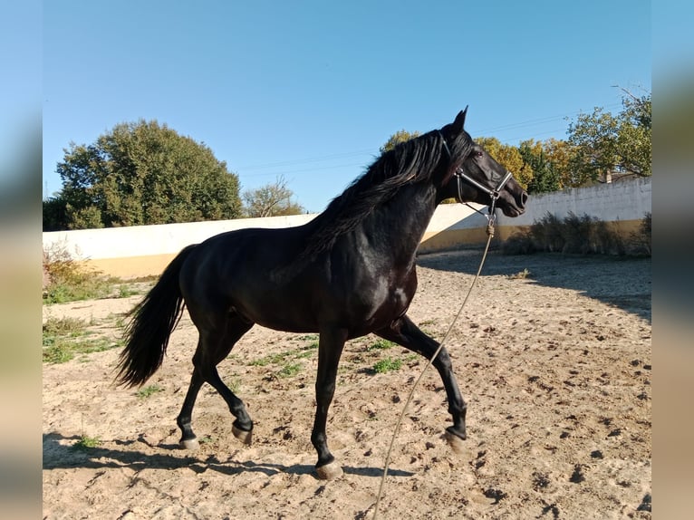 PRE Hengst 4 Jaar 162 cm Zwart in Navarra