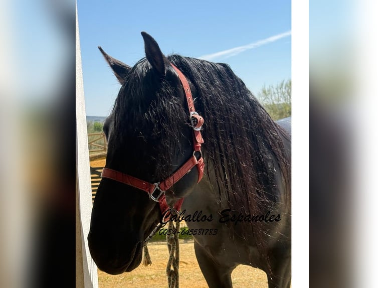 PRE Mix Hengst 4 Jaar 162 cm Zwart in Vejer de la Frontera