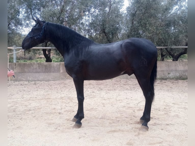 PRE Hengst 4 Jaar 162 cm Zwart in Vejer de la Frontera