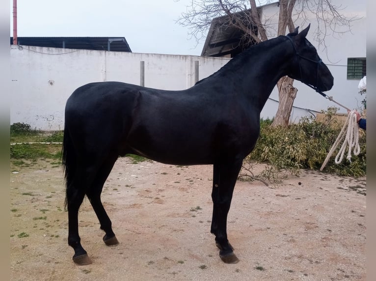 PRE Hengst 4 Jaar 162 cm Zwart in Vejer de la Frontera