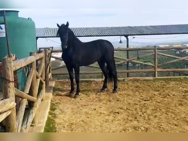 PRE Mix Hengst 4 Jaar 162 cm Zwart in Vejer de la Frontera