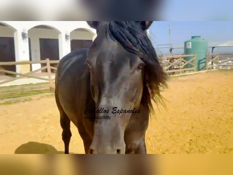 PRE Mix Hengst 4 Jaar 162 cm Zwart in Vejer de la Frontera