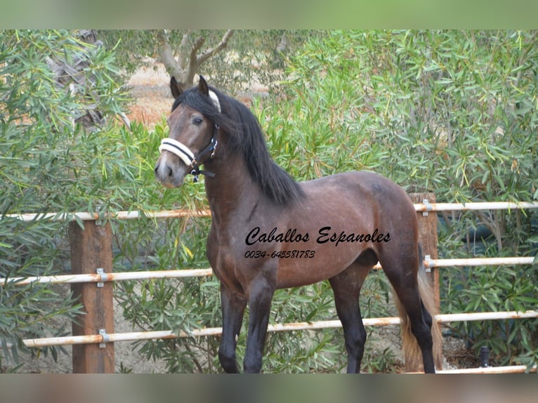 PRE Hengst 4 Jaar 163 cm Brown Falb schimmel in Vejer de la Frontera