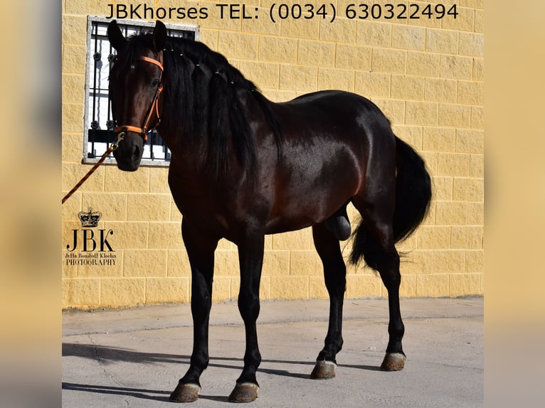 PRE Mix Hengst 4 Jaar 163 cm Bruin in Tabernas Almeria