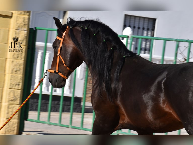 PRE Mix Hengst 4 Jaar 163 cm Bruin in Tabernas Almeria