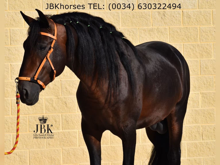 PRE Mix Hengst 4 Jaar 163 cm Bruin in Tabernas Almeria