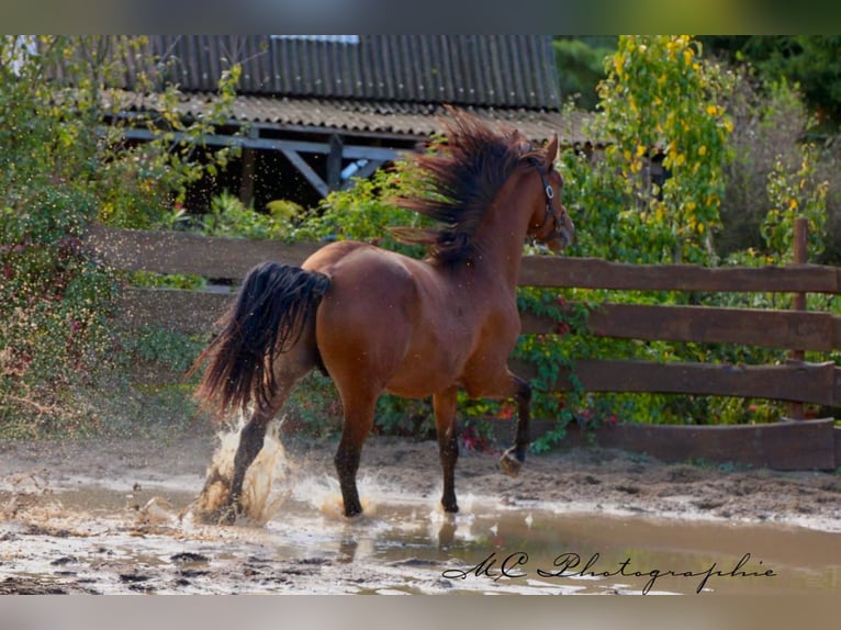 PRE Mix Hengst 4 Jaar 163 cm Bruin in Polenz