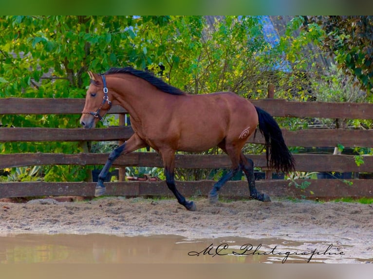 PRE Mix Hengst 4 Jaar 163 cm Bruin in Polenz