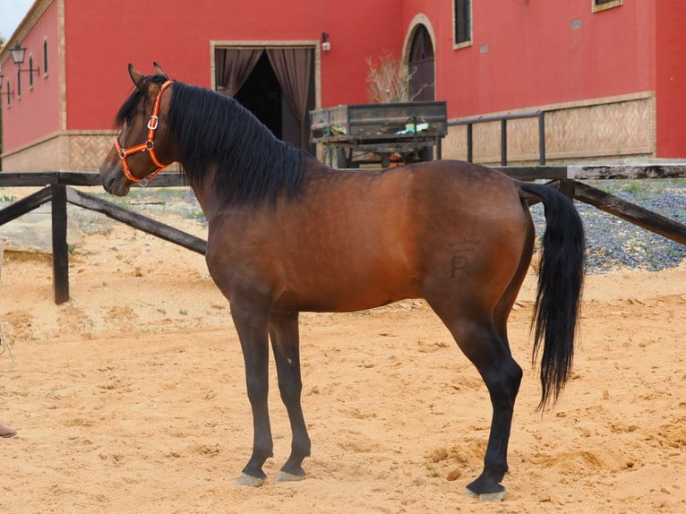 PRE Mix Hengst 4 Jaar 163 cm Bruin in Navas Del Madroño