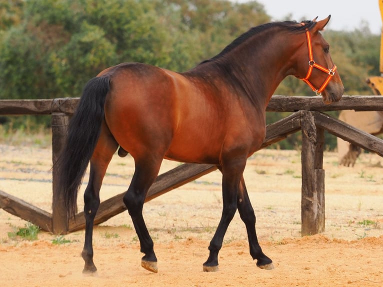 PRE Mix Hengst 4 Jaar 163 cm Bruin in Navas Del Madroño