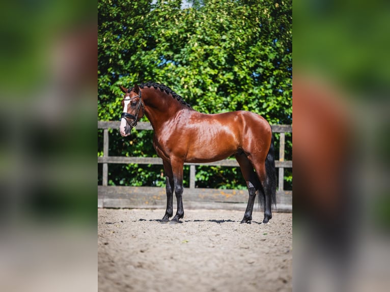 PRE Mix Hengst 4 Jaar 163 cm Bruin in Poeldijk