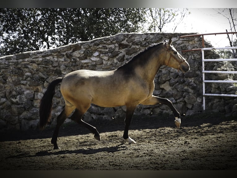 PRE Mix Hengst 4 Jaar 163 cm Buckskin in La Cabrera