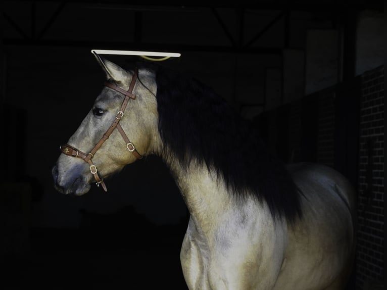 PRE Mix Hengst 4 Jaar 163 cm Buckskin in La Cabrera