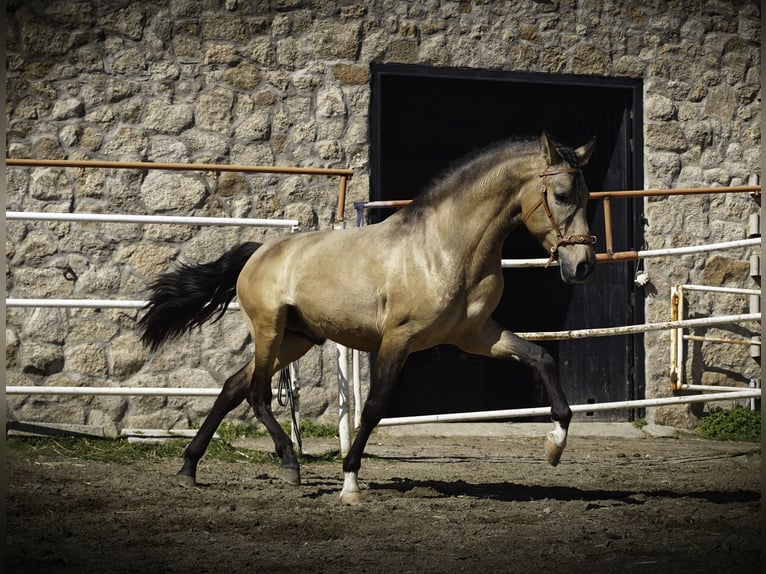 PRE Mix Hengst 4 Jaar 163 cm Buckskin in La Cabrera