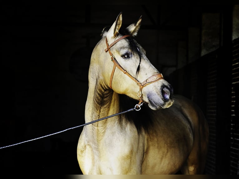 PRE Mix Hengst 4 Jaar 163 cm Buckskin in La Cabrera