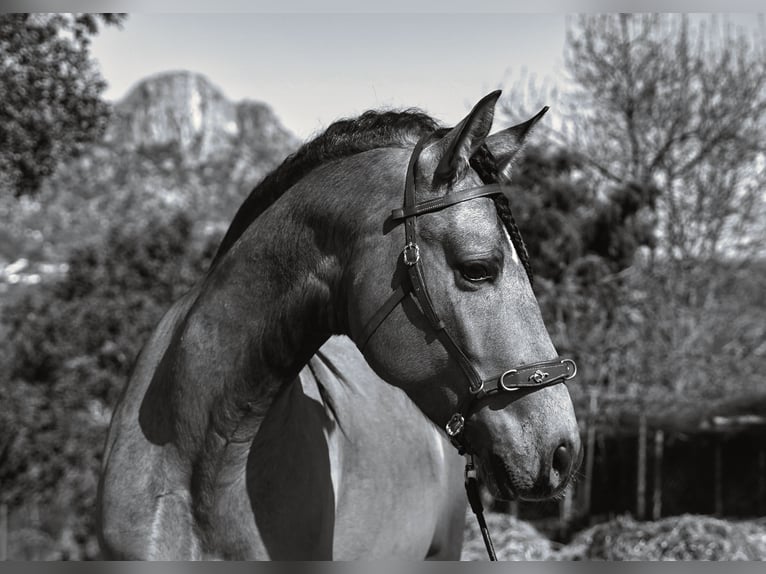 PRE Mix Hengst 4 Jaar 163 cm Buckskin in La Cabrera